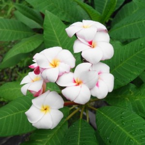 Plumeria:Jungle Jack’s Mini-White