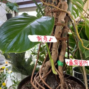 植え替えたモンステラその後の様子