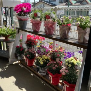 母の日の鉢ギフトが展開中♪