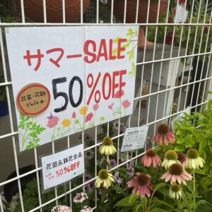 SALE情報！