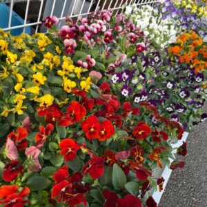 パンジー＆ビオラ始めました