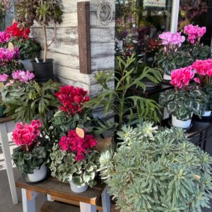 お正月のお花のご準備はお済みですか？