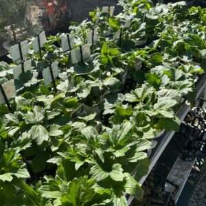 2026年ラックス入荷が驚きの品種数！