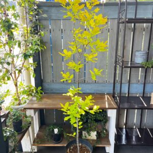 植物入荷情報