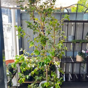 植物入荷情報