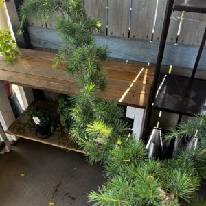 植物入荷情報