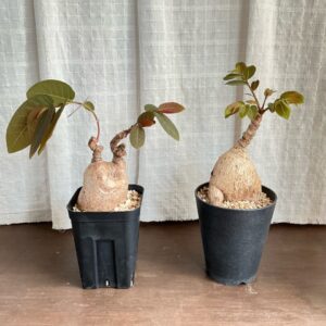 植物入荷情報