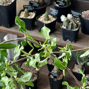 植物入荷情報