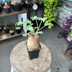 植物入荷情報