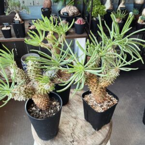 植物入荷情報